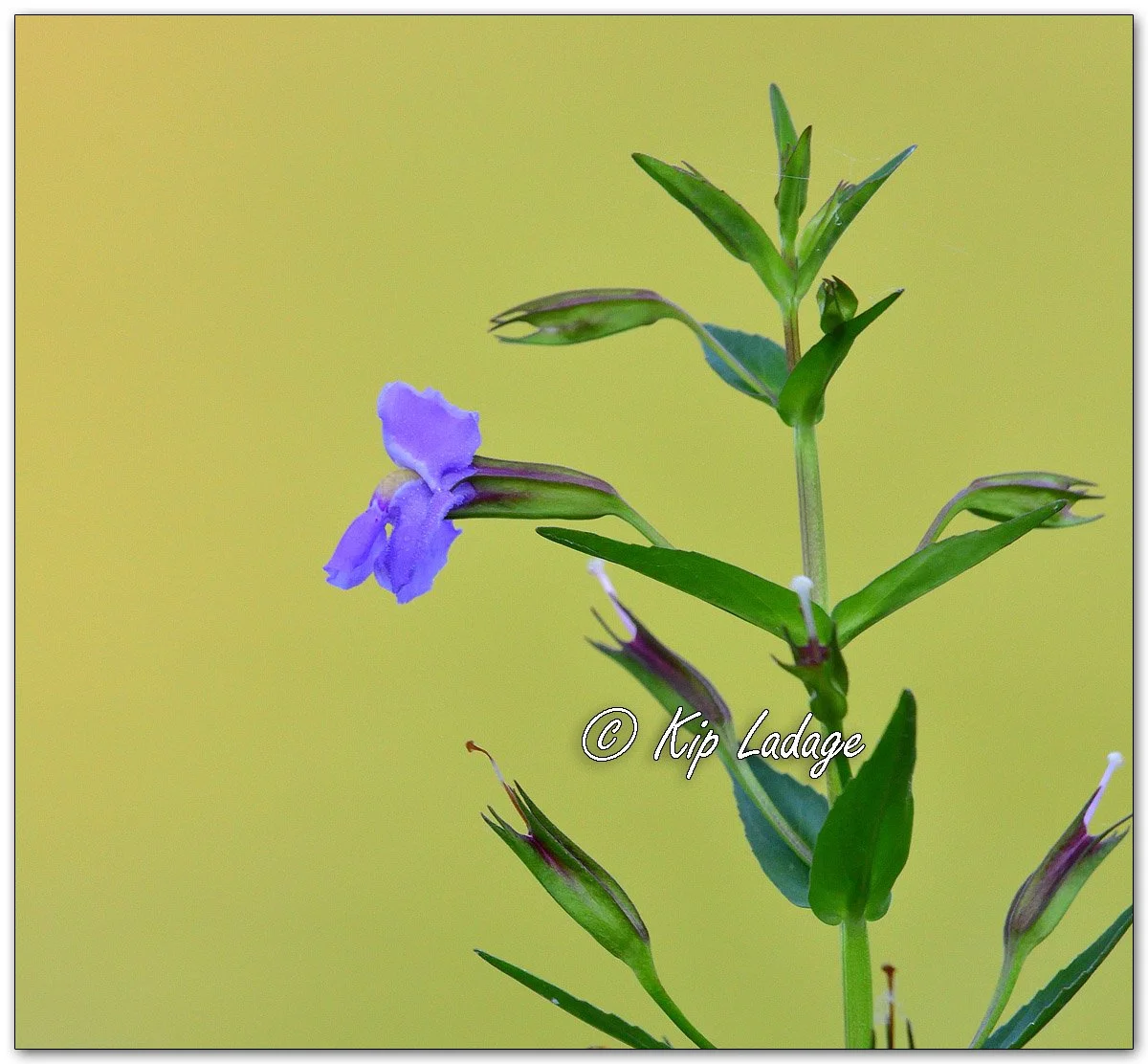 Allegheny Monkeyflower - Image 1125086