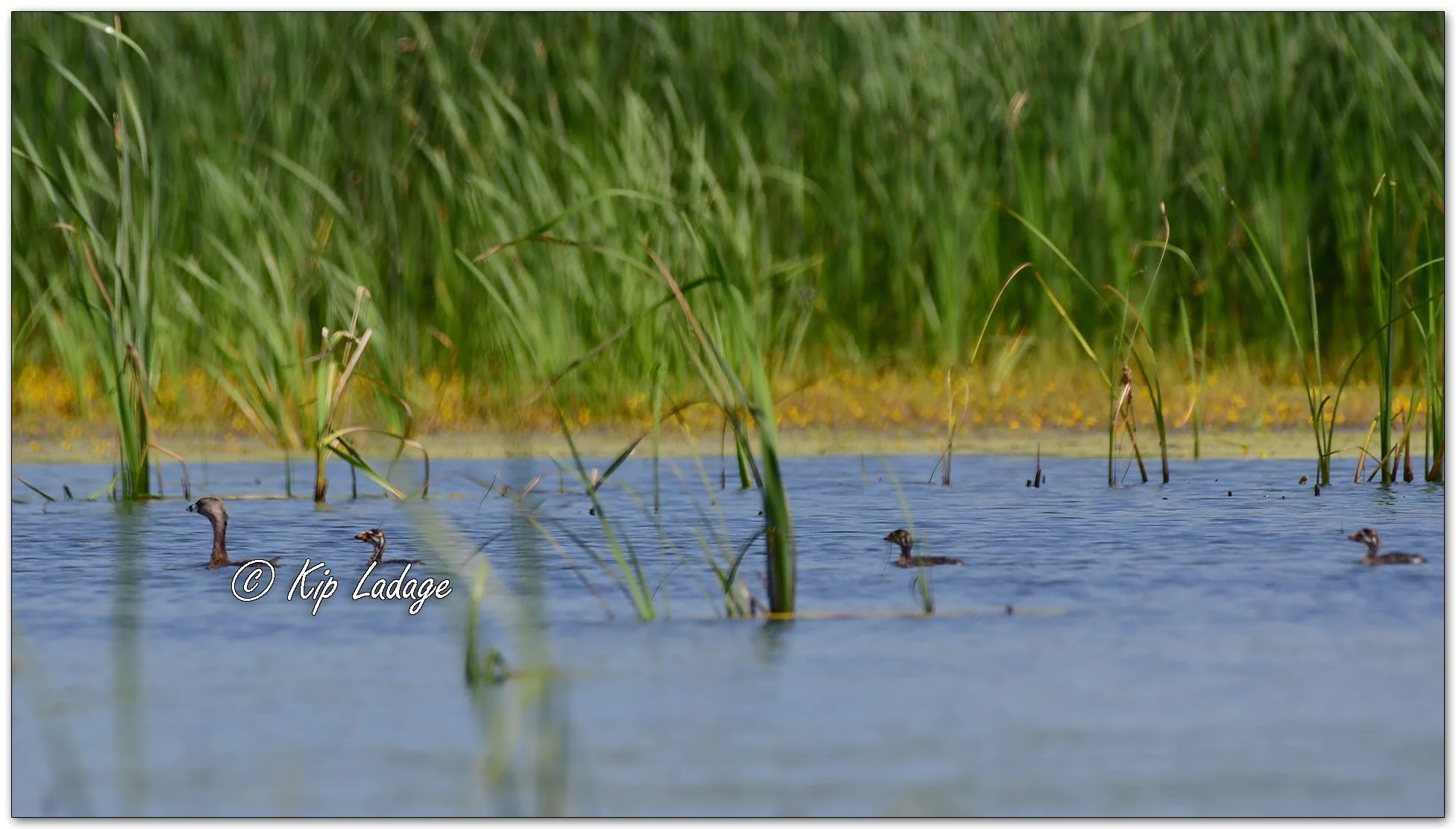 Pied-billed Grebe with Young 1115869