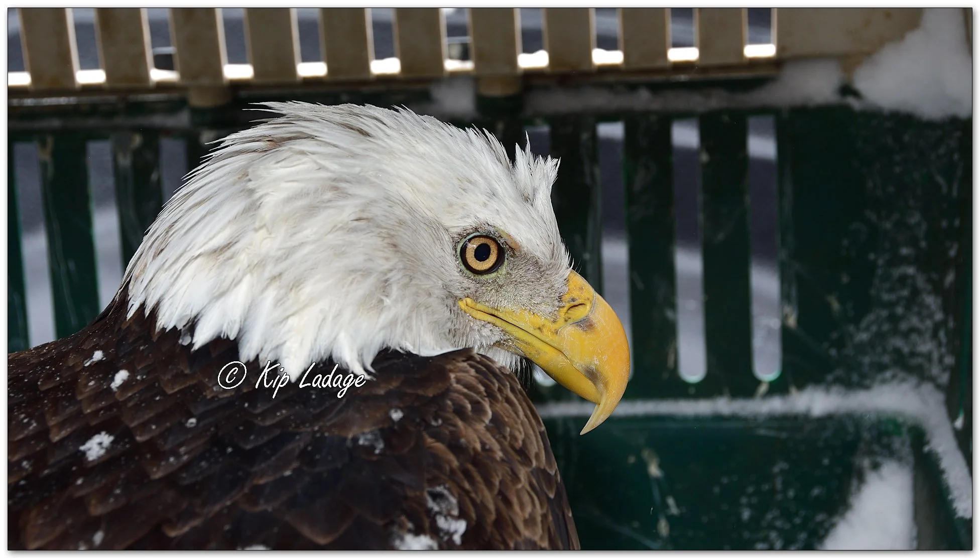 Injured Bald Eagle - Image 1057797