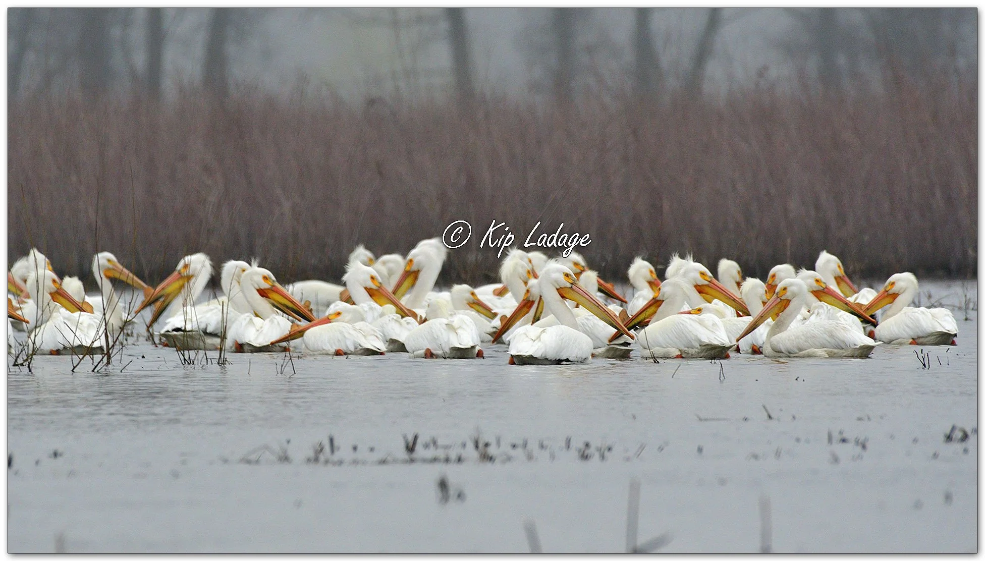 American White Pelicans - Image 1086568