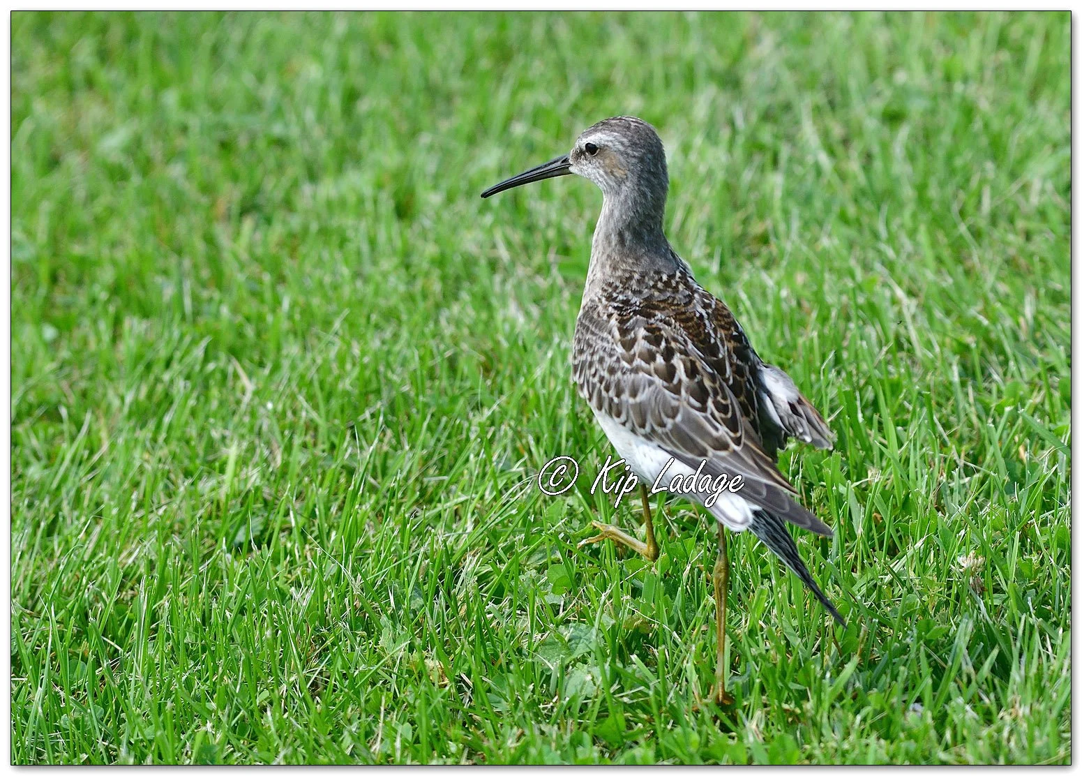 Injured Stilt Sandpiper - Image 1133011