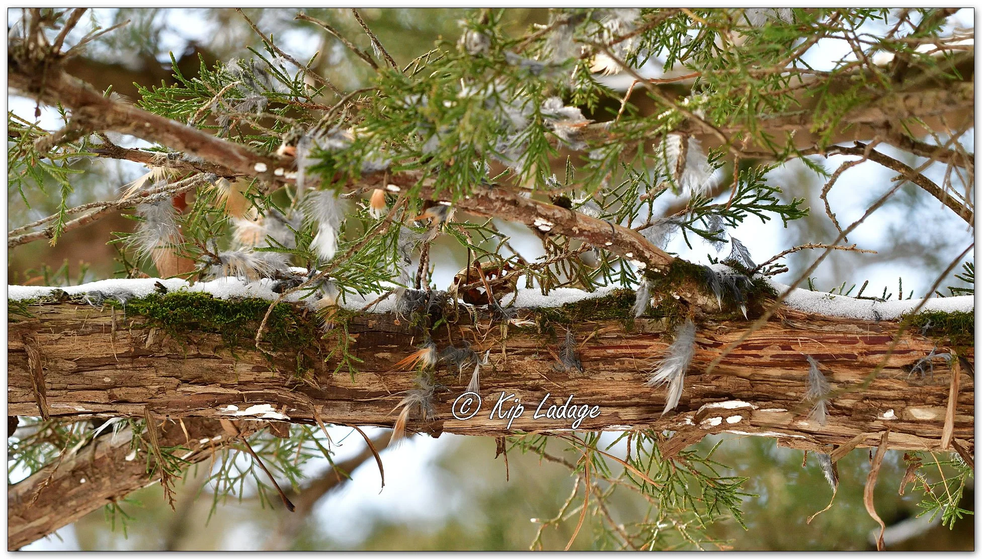 Bird Feathers in Cedar Tree - Image 1049672