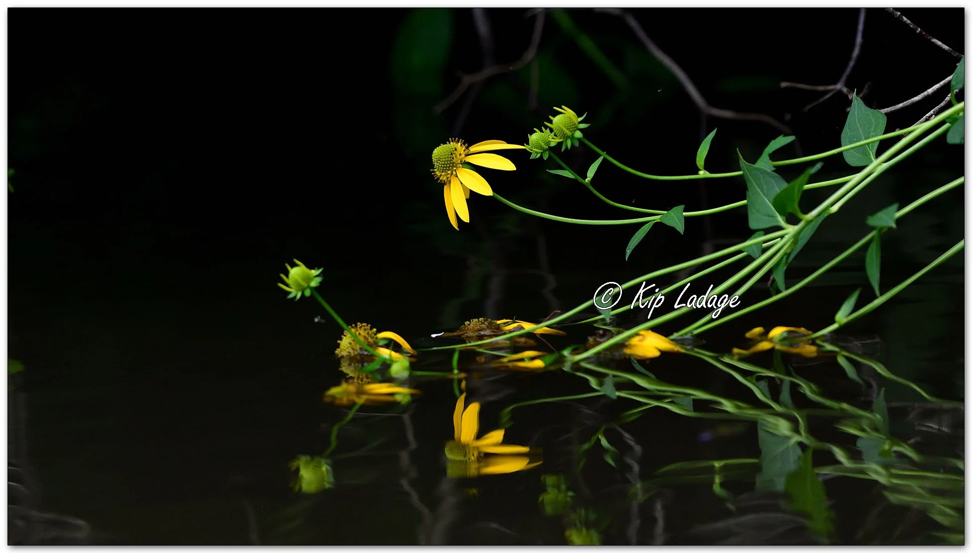 Cutleaf Coneflower in Water - Image 1134829