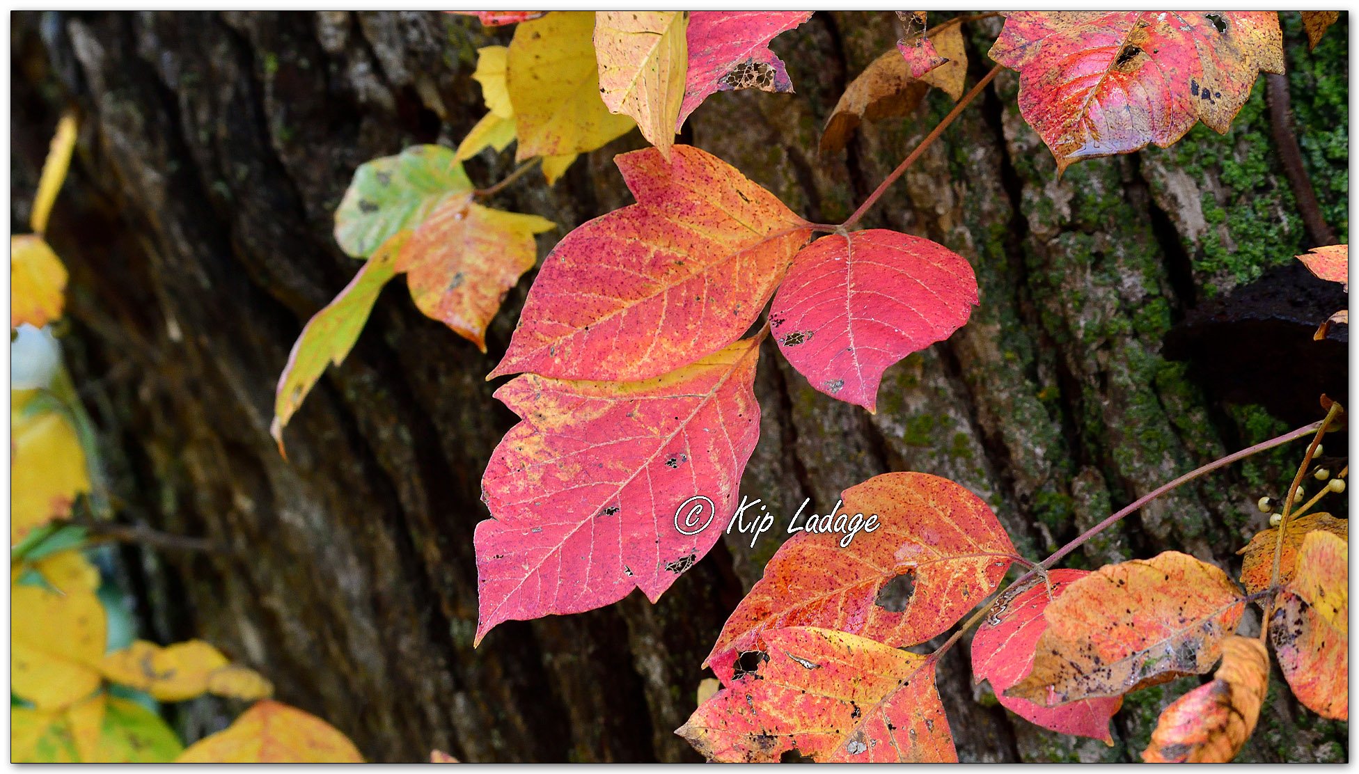 Autumn Poison Ivy - Image 1157350