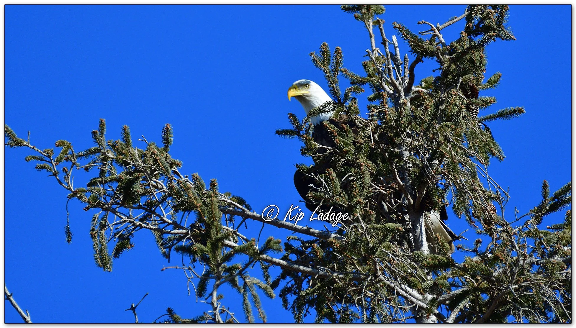 Adult Bald Eagle in Spruce Tree - Image 1063995