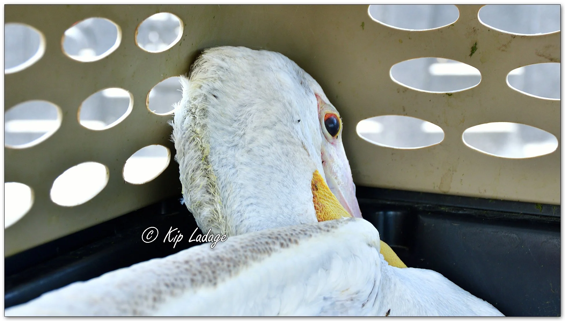 Injured American White Pelican - Image 1137533