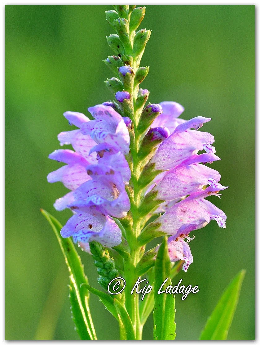 Obedient Plant - Image 1123623