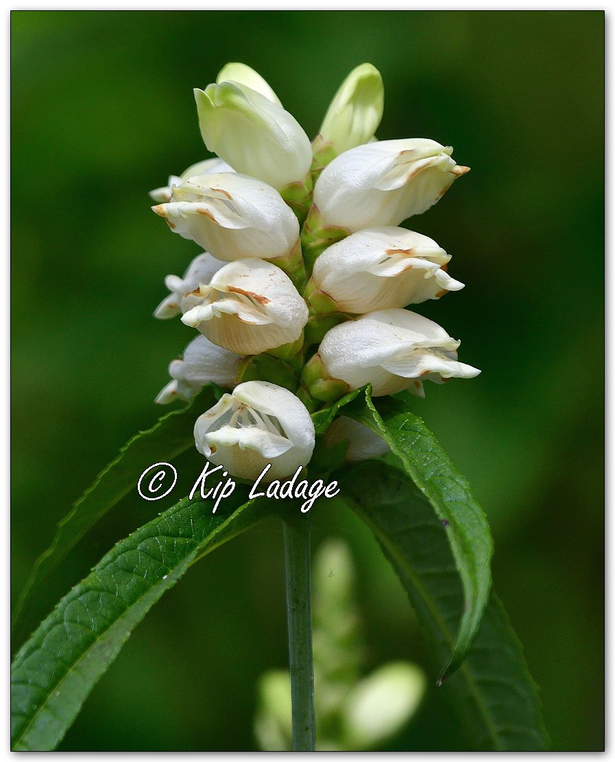 White Turtlehead - Image 1129114