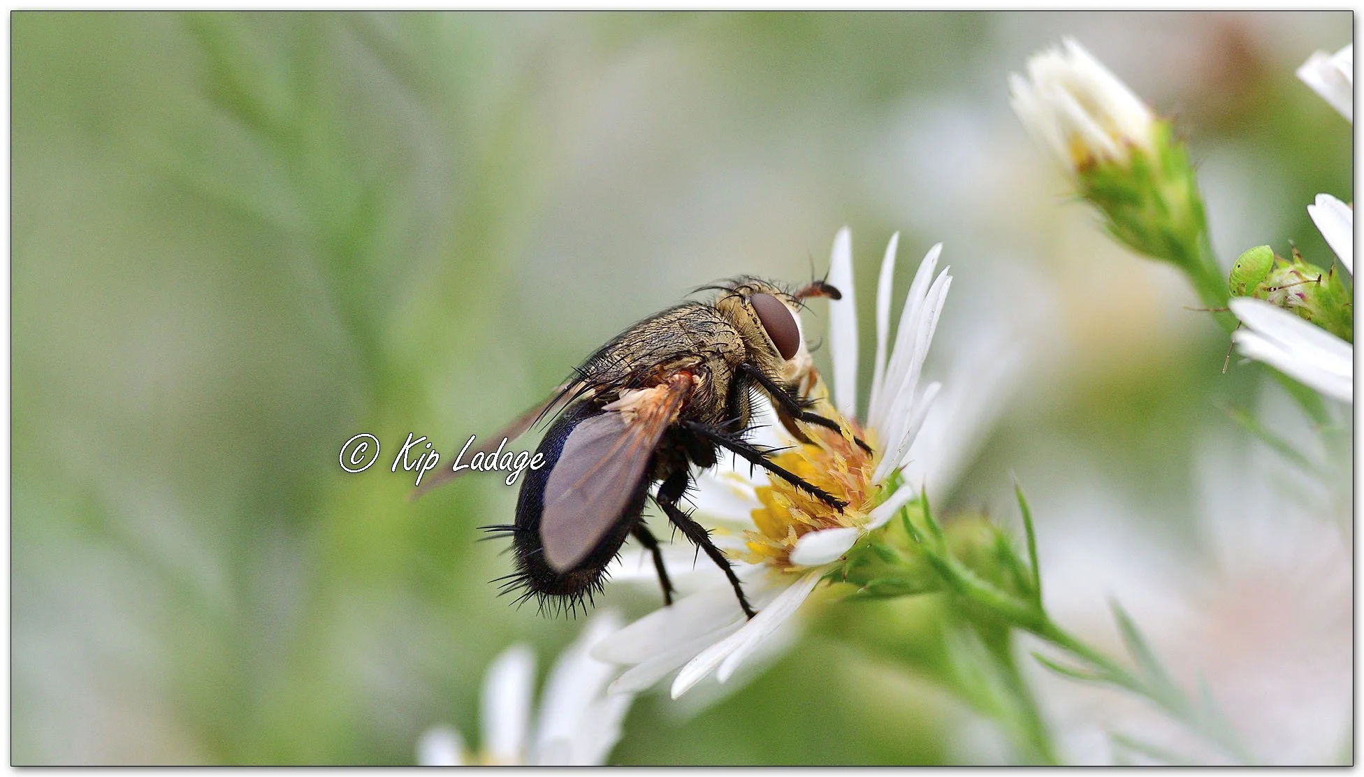 Tachinid Fly on Hairy Aster - Image 1151863