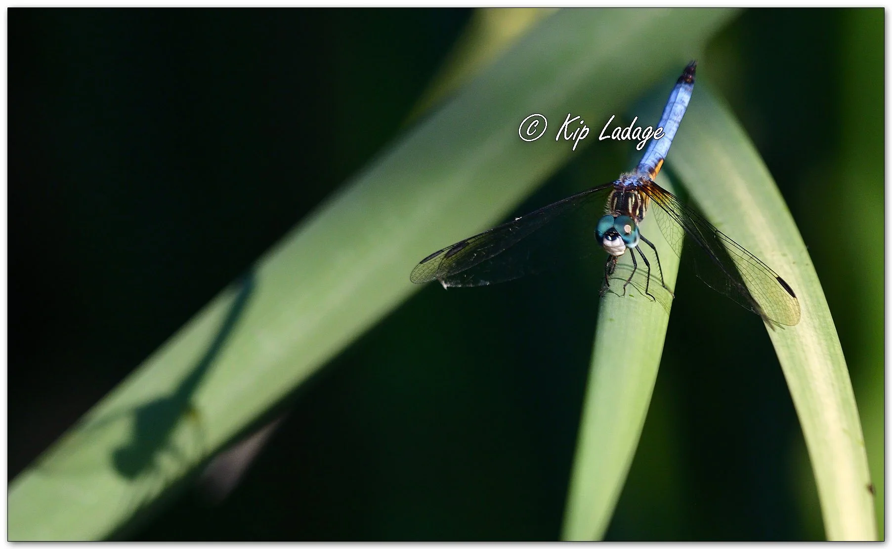 Blue Dasher Dragonfly with Shadow - Image 1122011