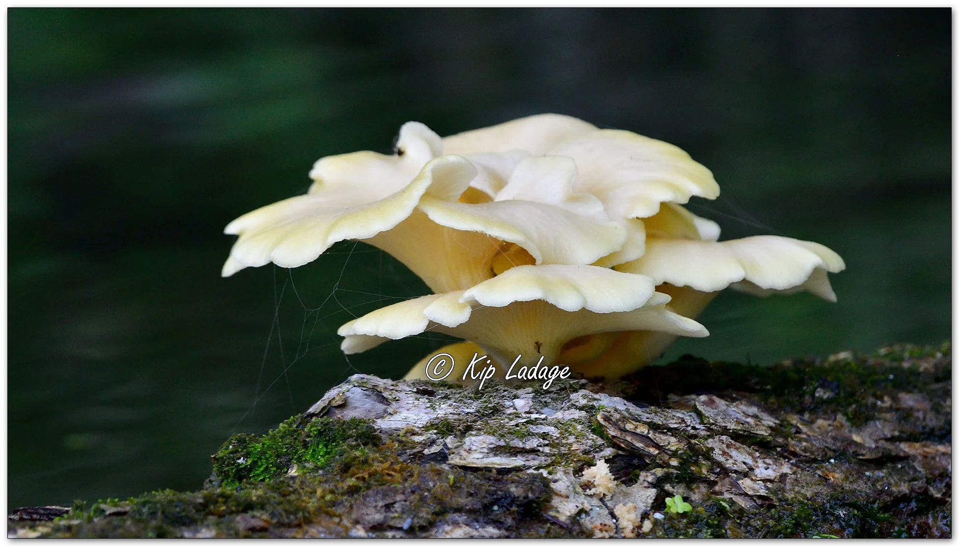 Golden Oyster Fungus - Image 1127892