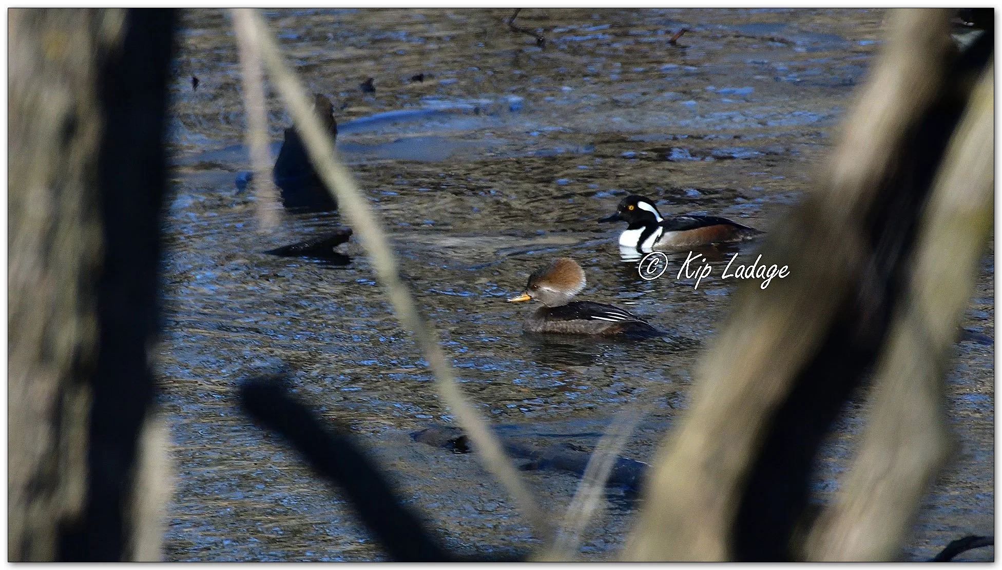 Hooded Mergansers - Image 1064292