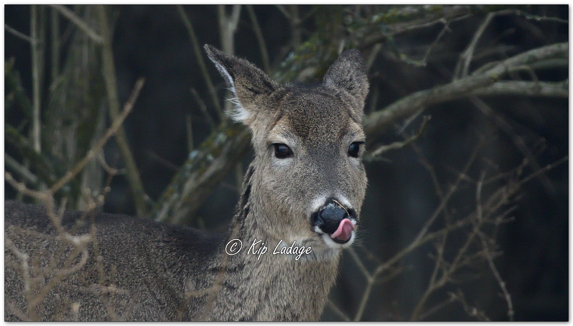 Whitetail Deer in Fog Close - Image 1054844