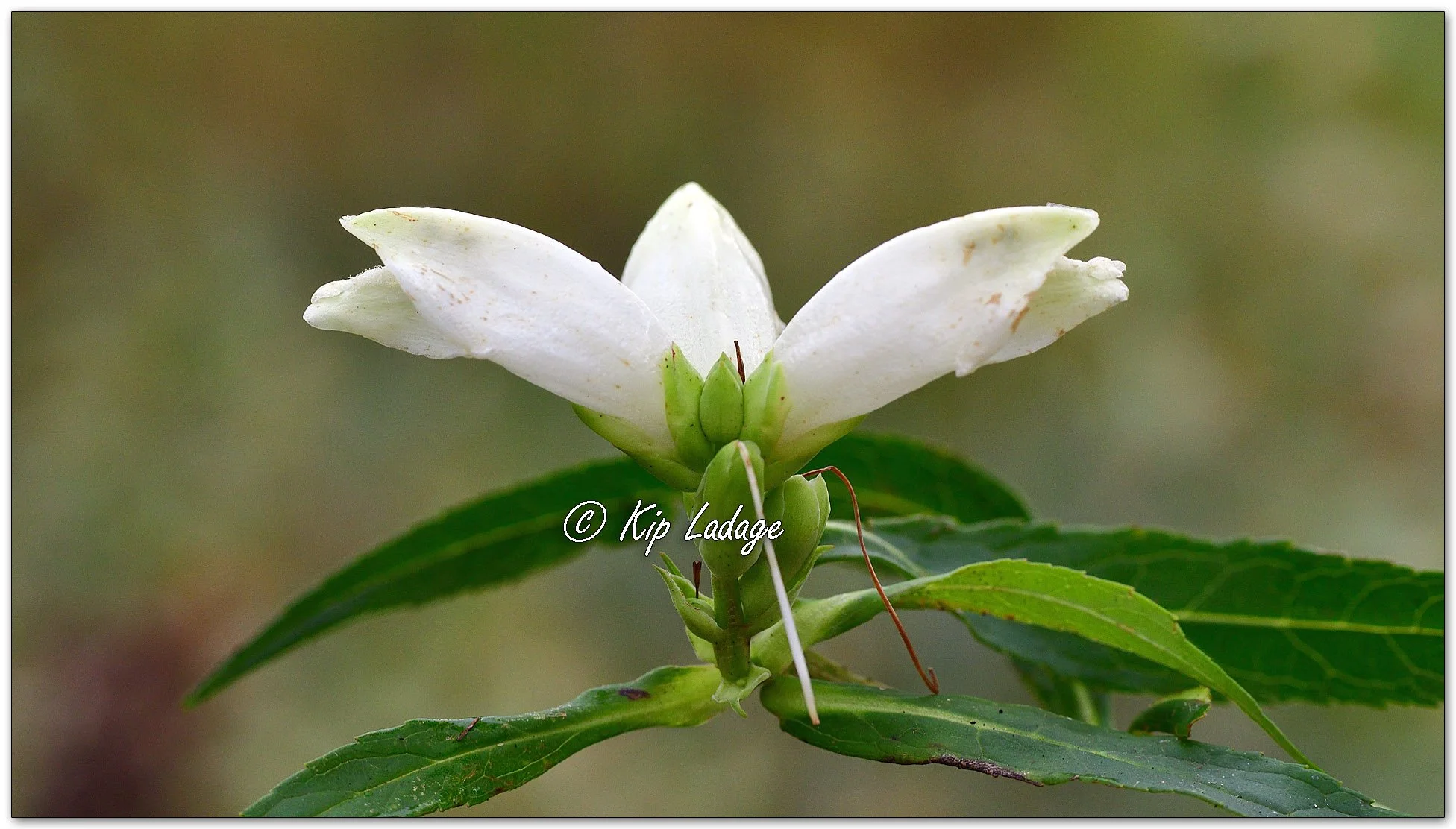 White Turtlehead - Image 1147445
