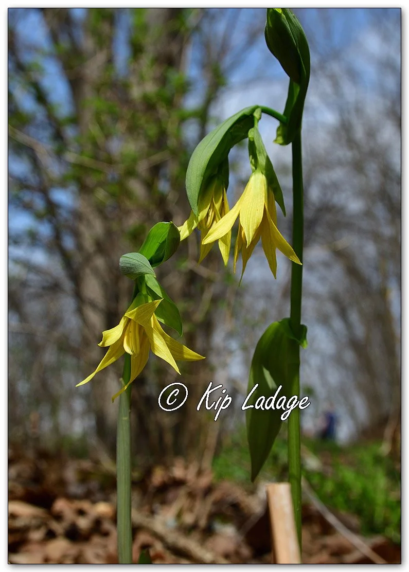 Large-flowered Bellwort - Image 1089903