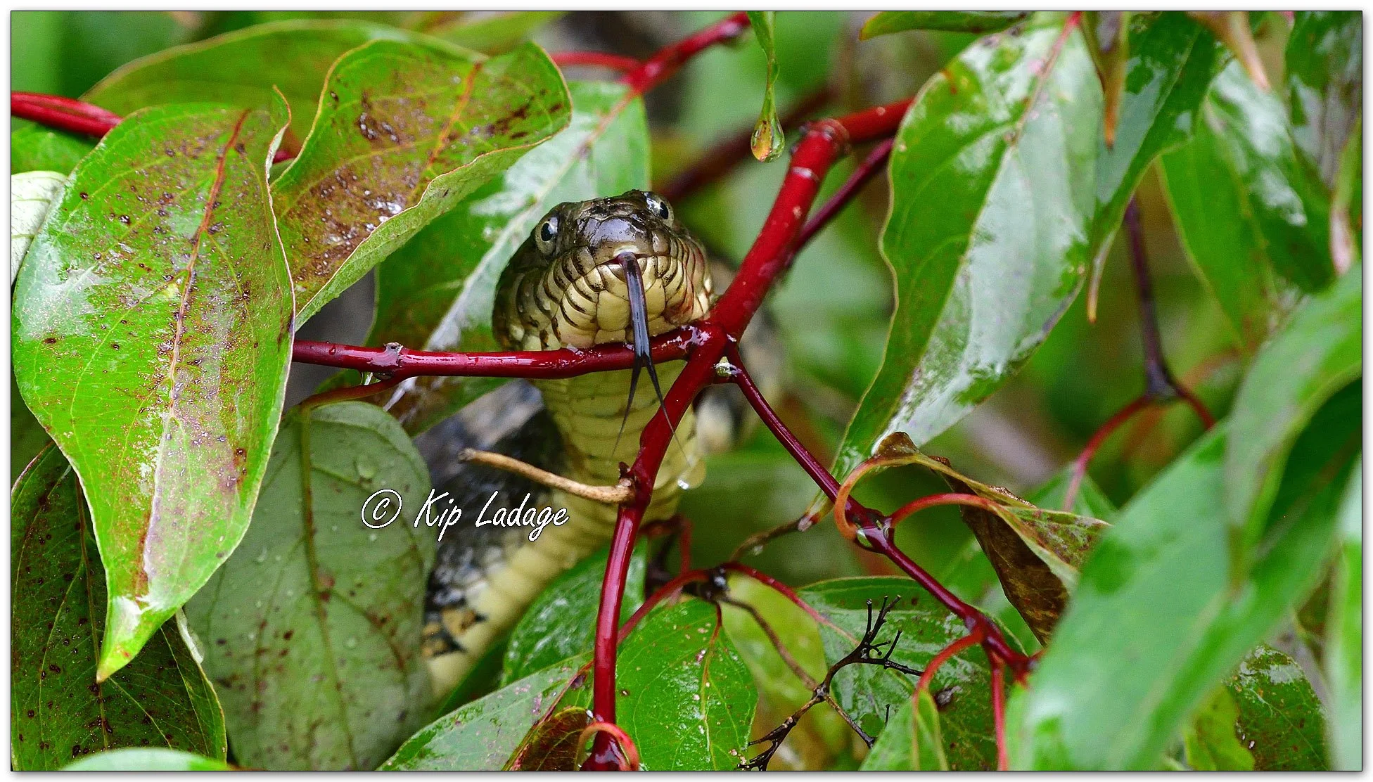 Common Water Snake in Dogwood - Image 1153370