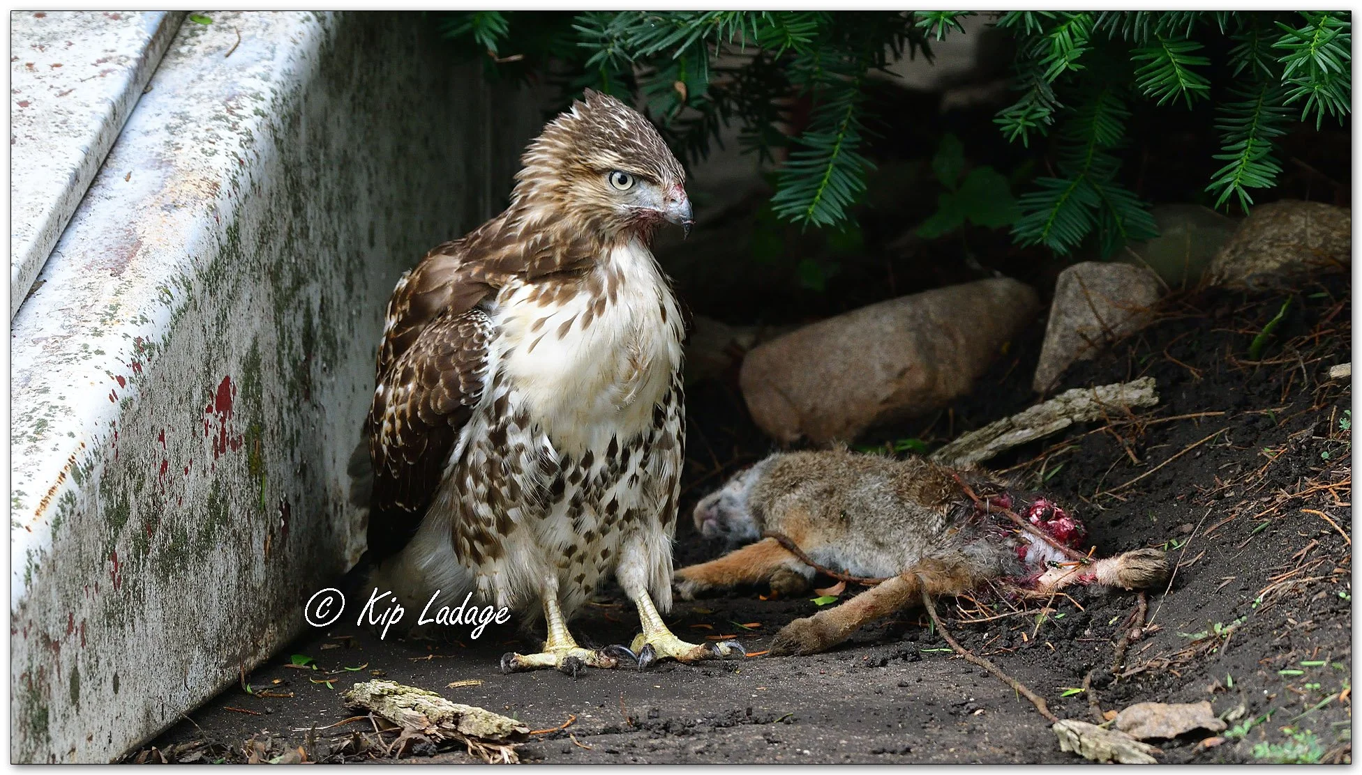 Young Red-tailed Hawk and Dead Rabbit - Image 1134877