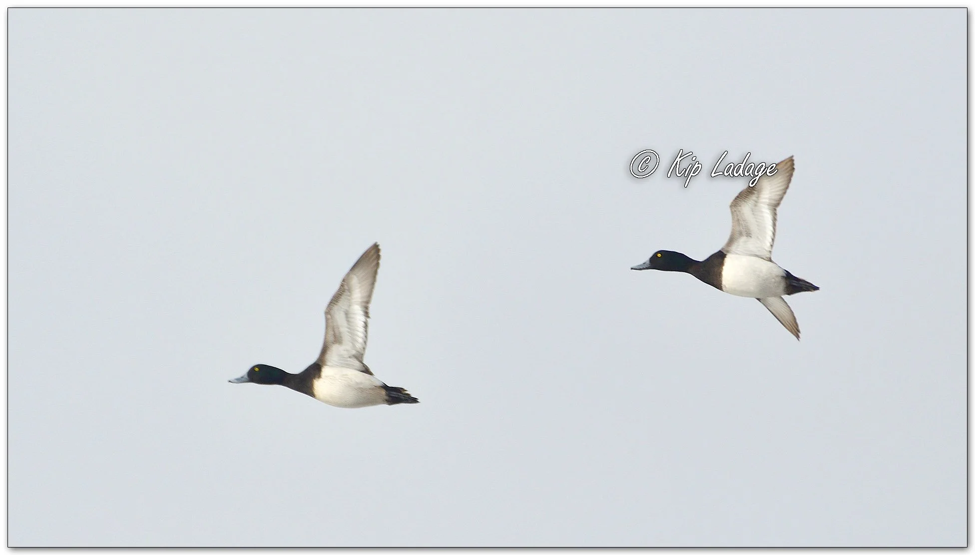 Greater Scaup - Image 1067553