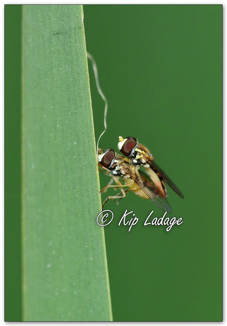 Mating Hoverflies - Image 1101474