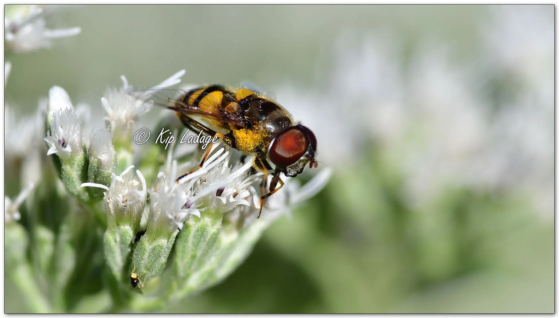 Transverse Flower Fly on Late Boneset - Image 1144832