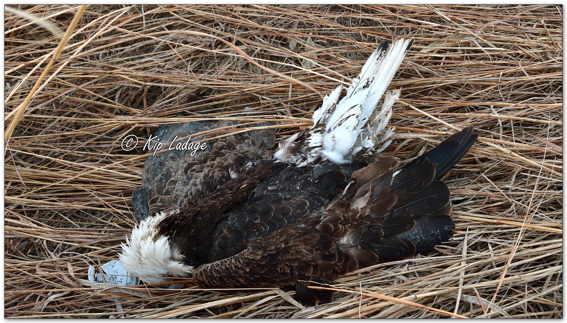 Dead Bald Eagle - Image 1064450