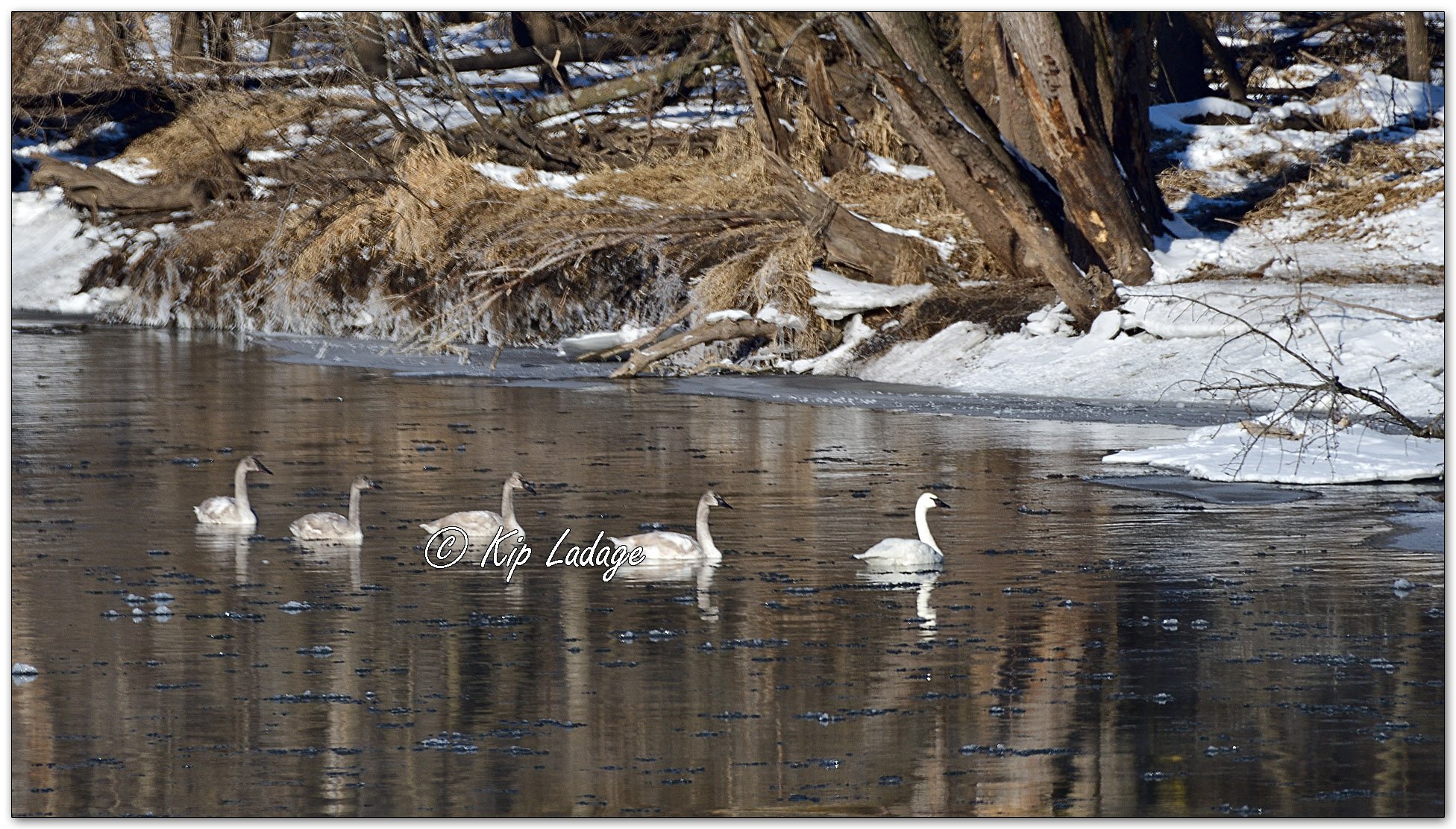 Trumpeter Swans on Shell Rock River - Image 1062160