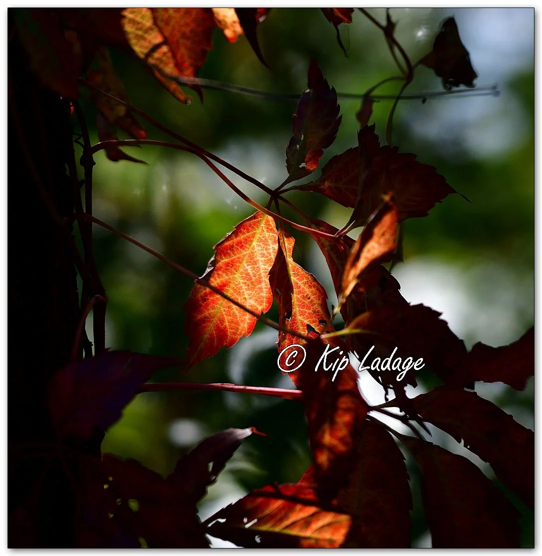 Autumn Virginia Creeper - Image 1159970