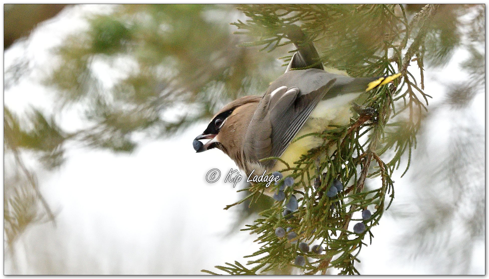 Cedar Waxwing - Image 1047366