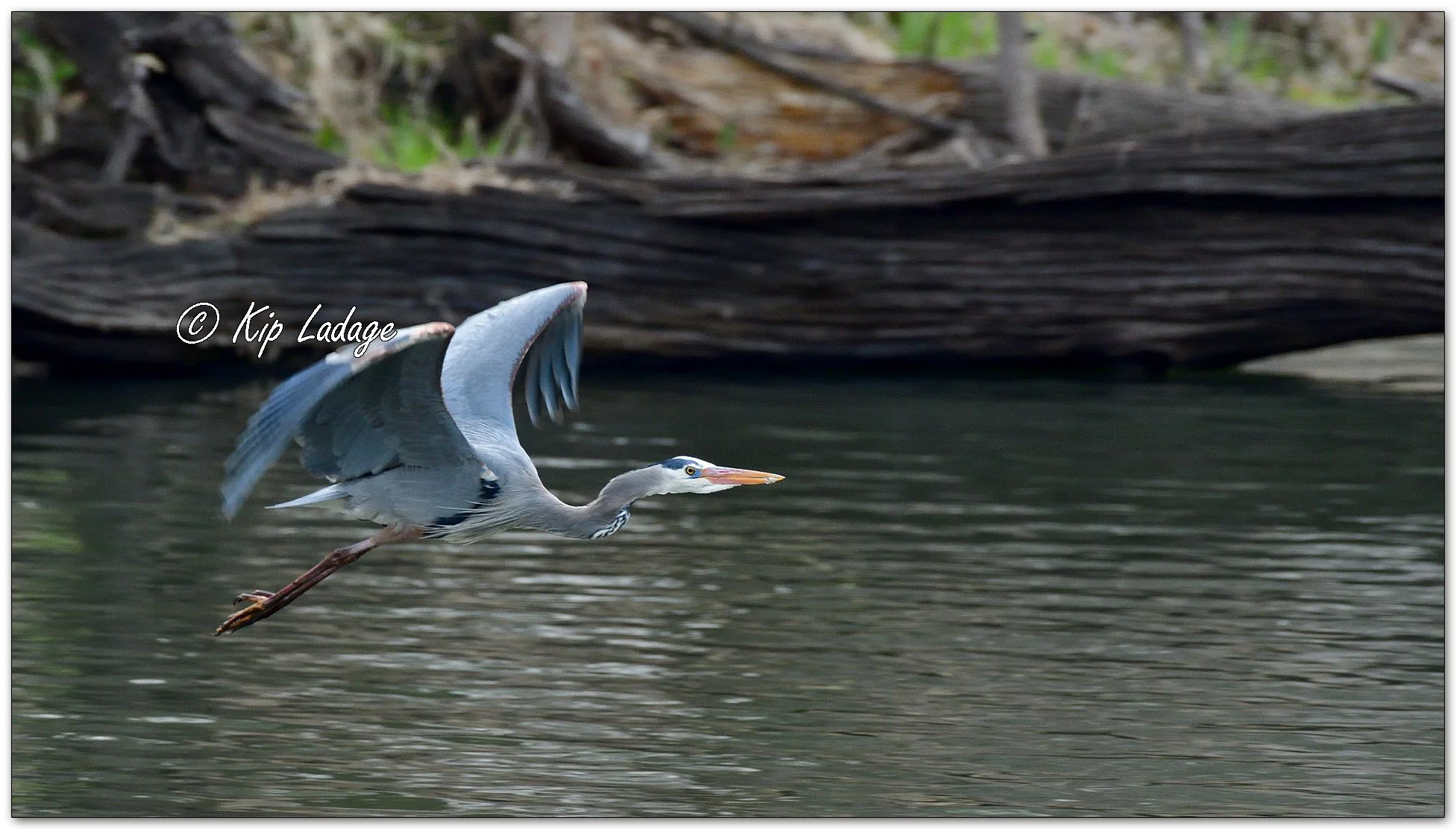 Great Blue Heron - Image 1082286