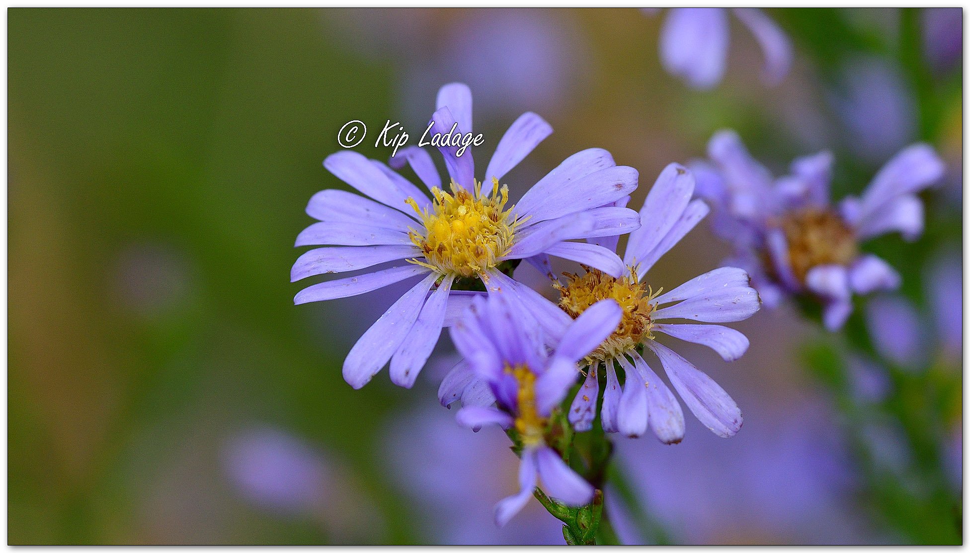 Smooth Blue Aster - Image 1151804