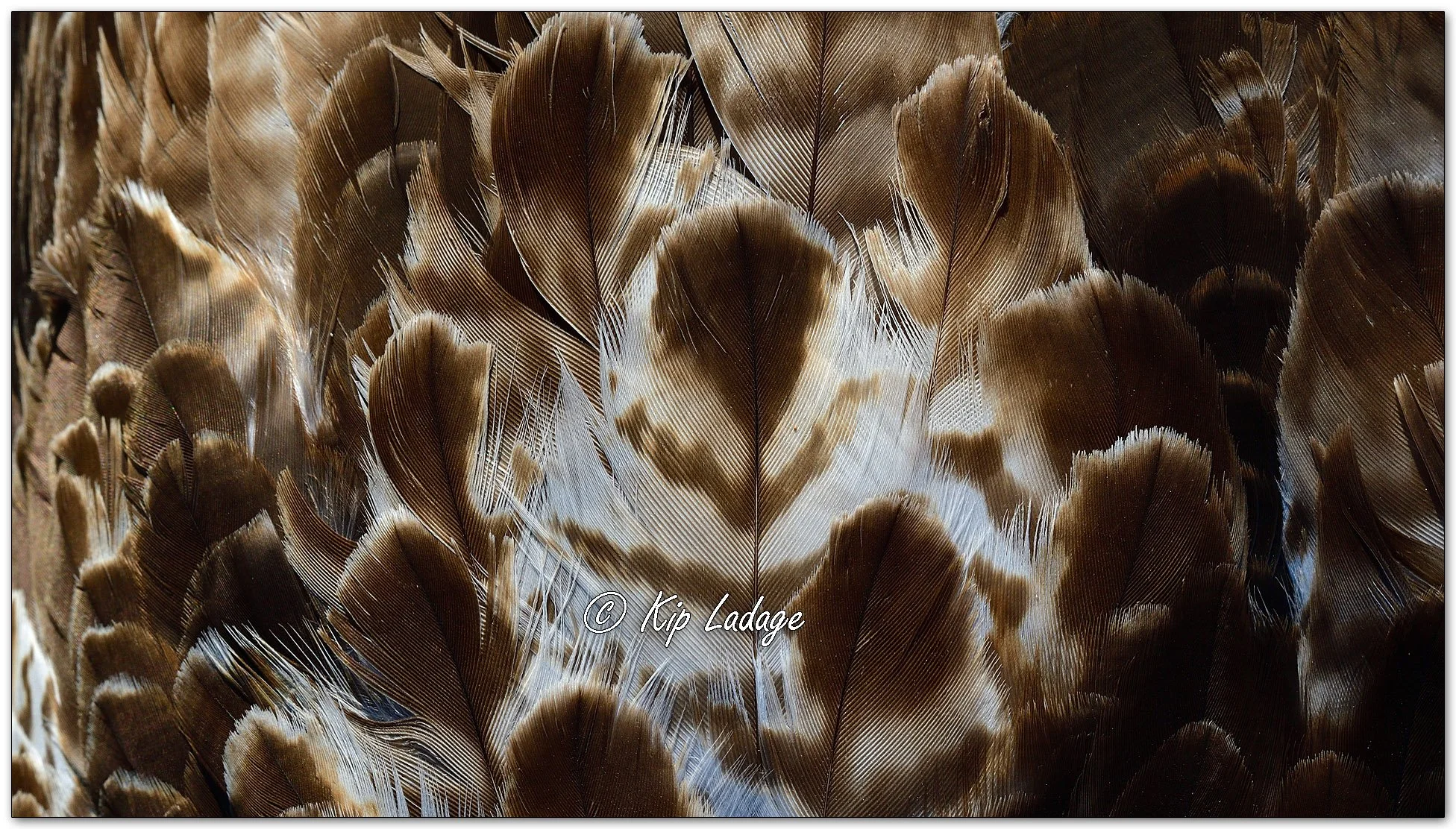 Red-tailed Hawk Macro - Image 1084771