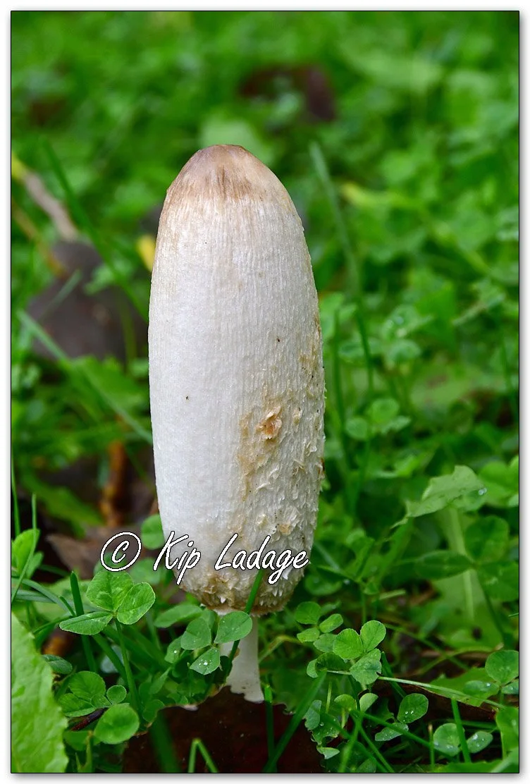 Shaggy Mane (Ink Cap) - Image 1157915