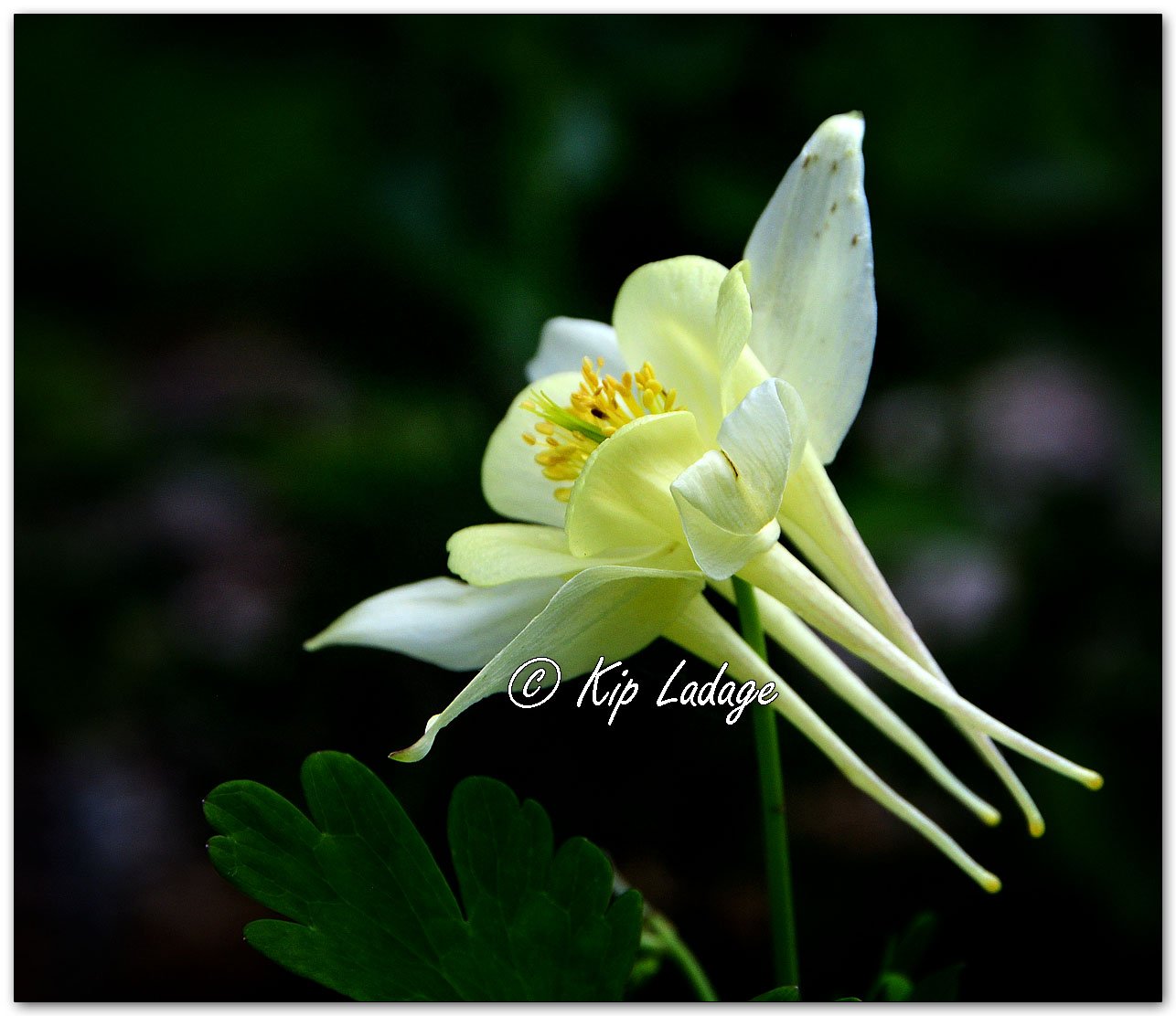 Golden Columbine - Image 1113509