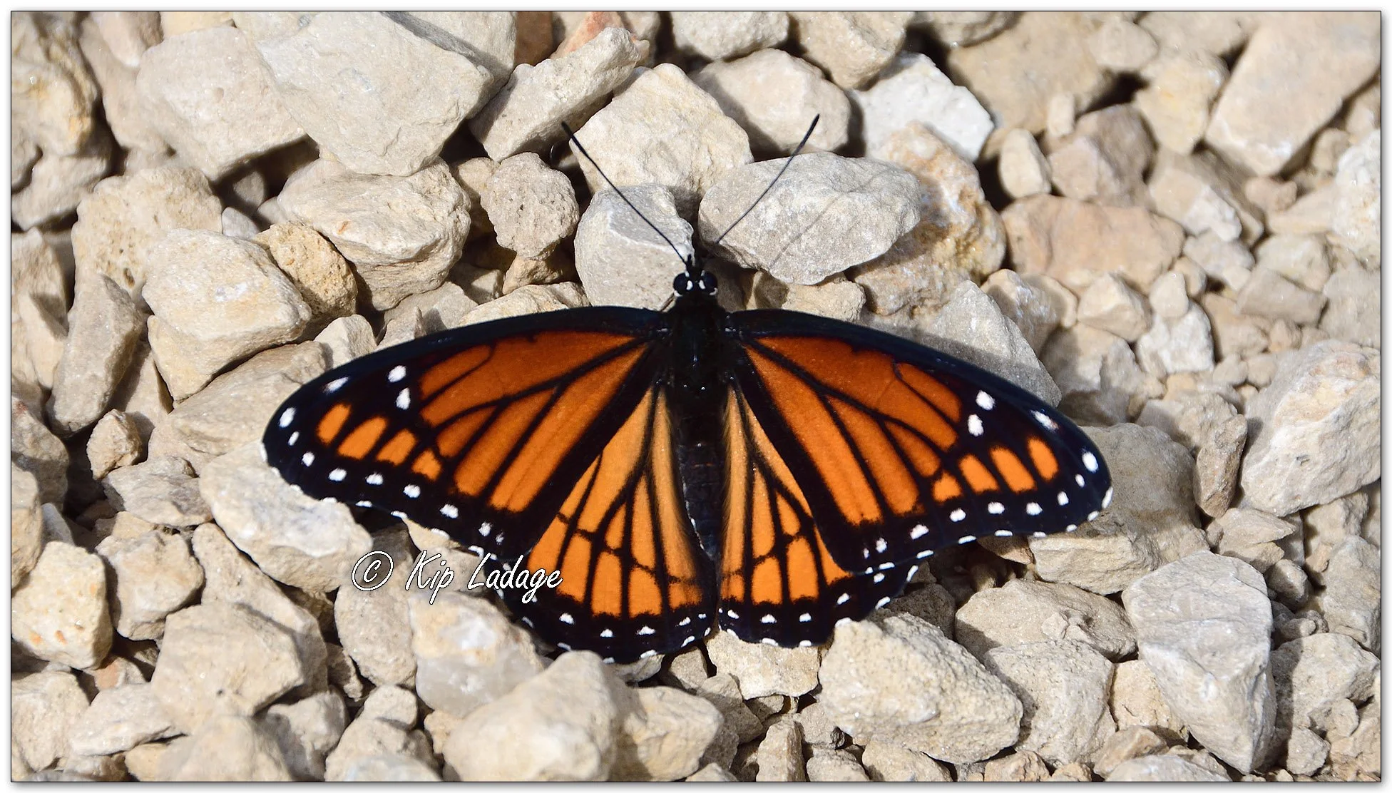 Viceroy Butterfly - Image 1135752