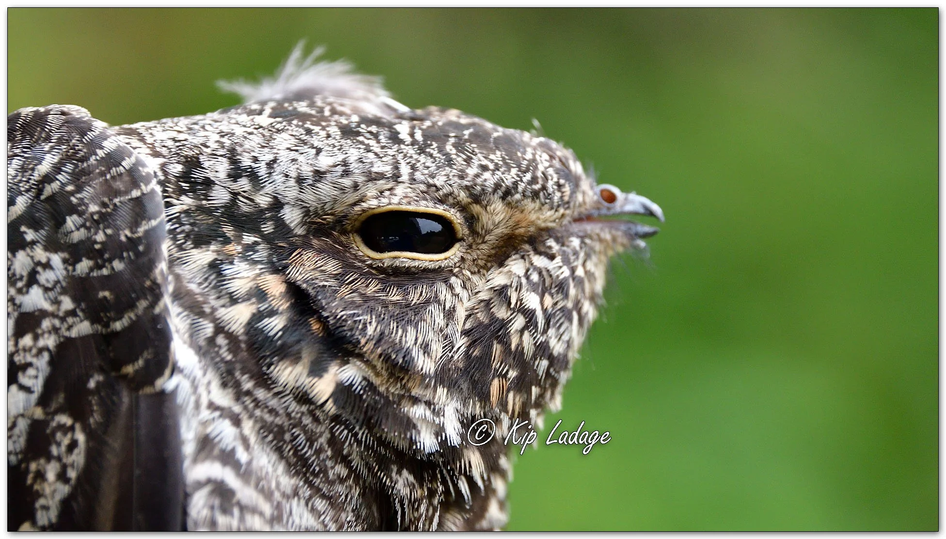 Injured Common Nighthawk - Image 1155865