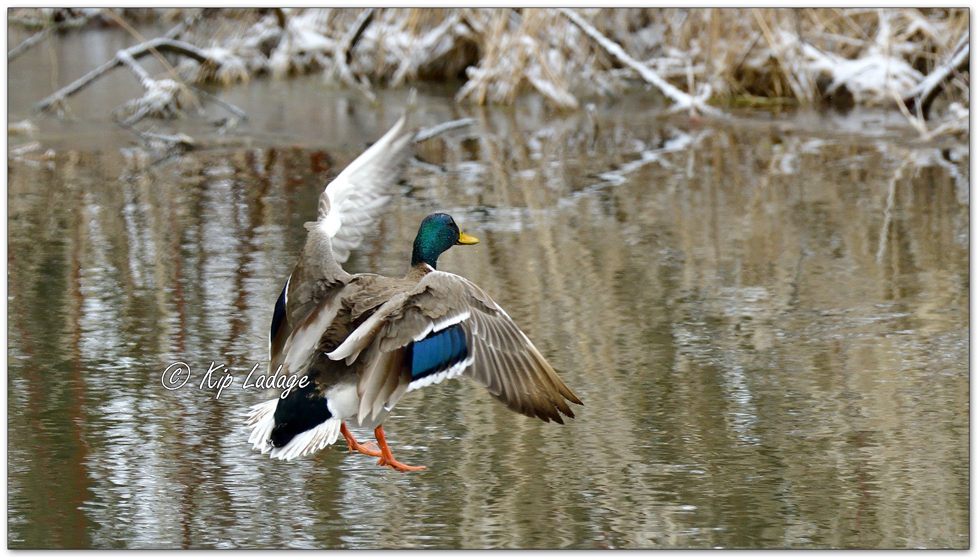 Mallards in Snow - Image 1073134