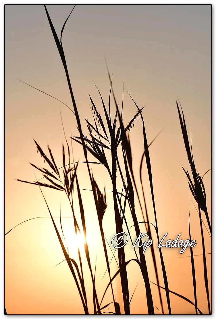Big Bluestem and Rising Sun - Image 1123263