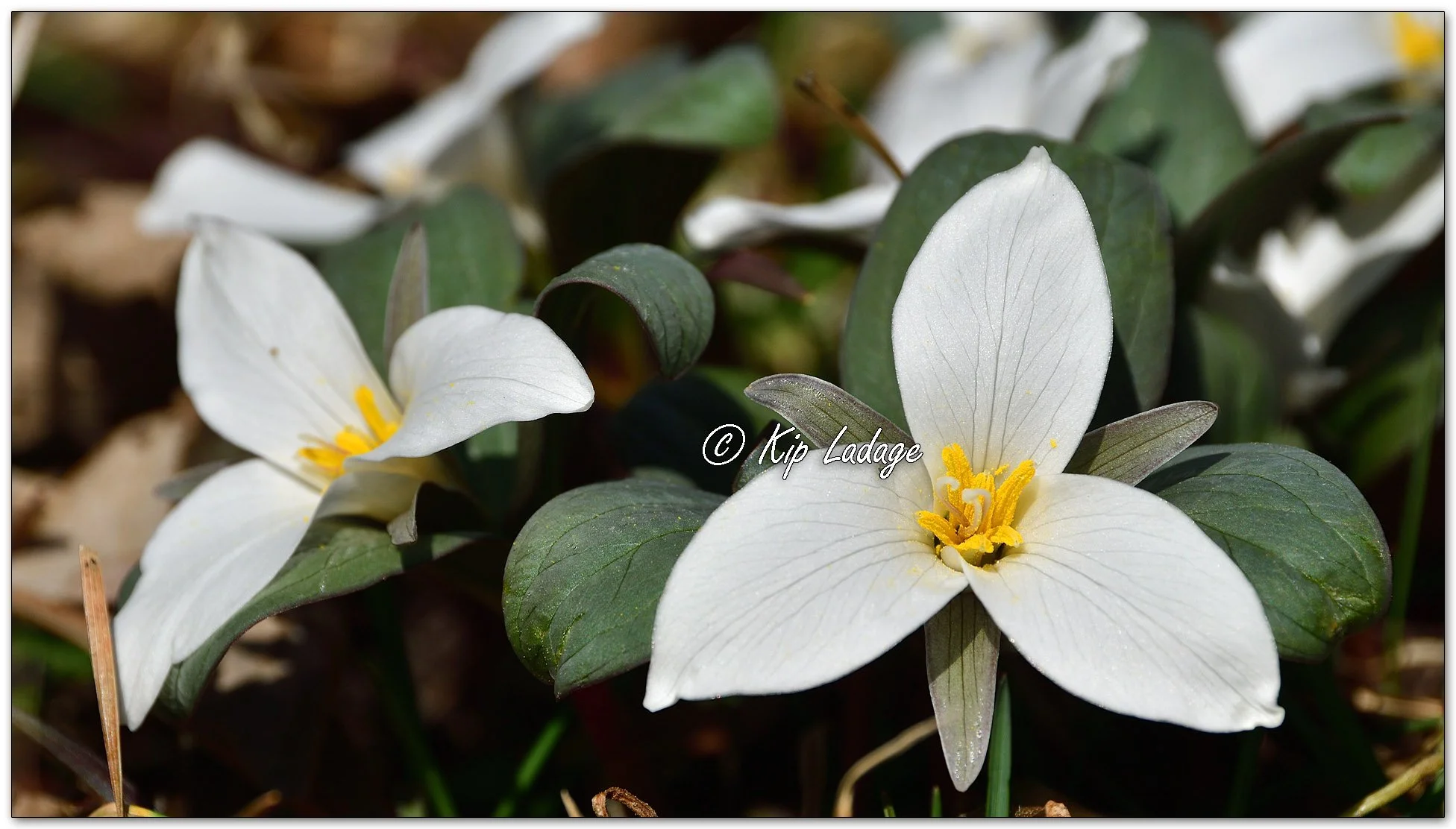 Snow Trilliums - Image 1078036