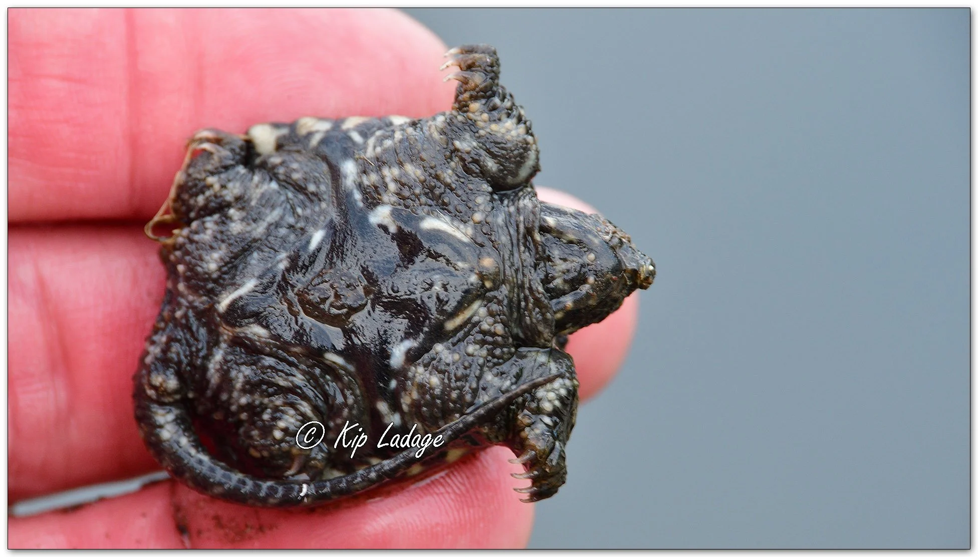 Snapping Turtle Hatchling - Image 1144382