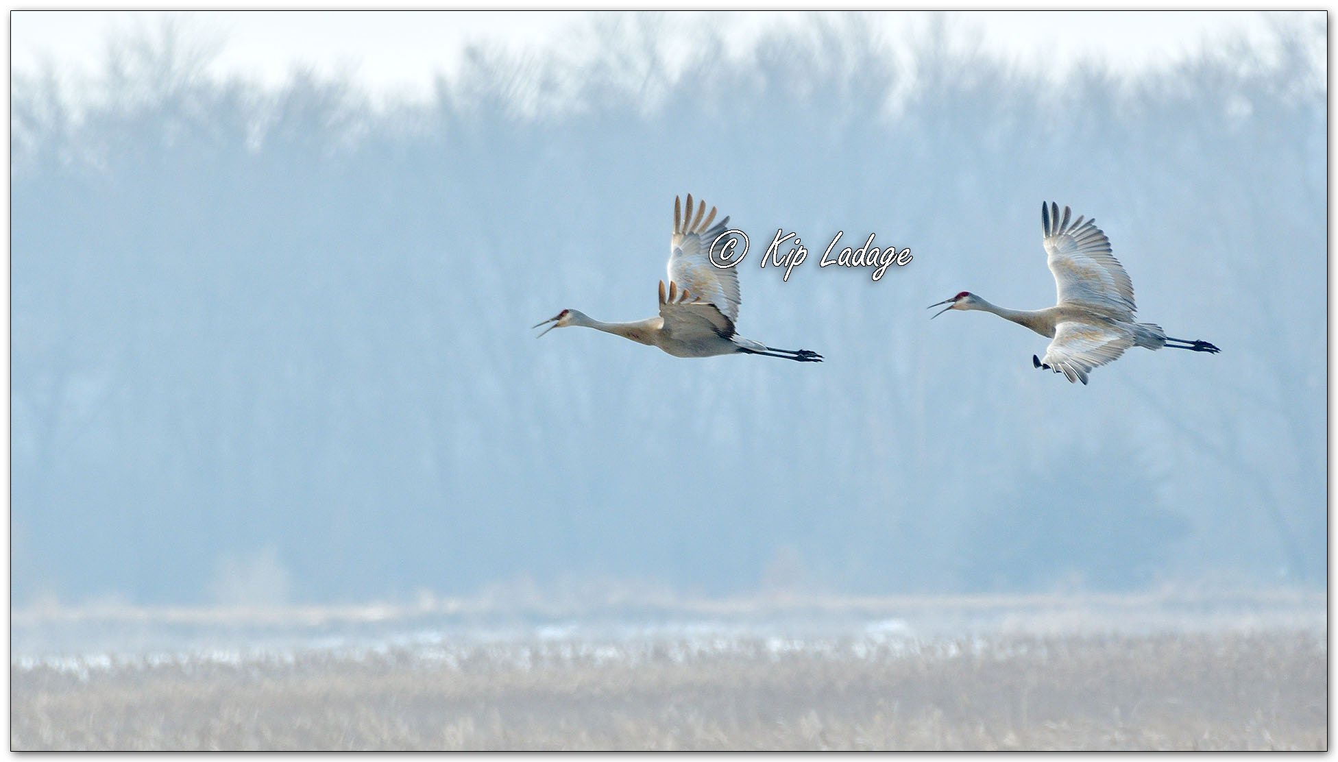 Sandhill Cranes - Image 1067406