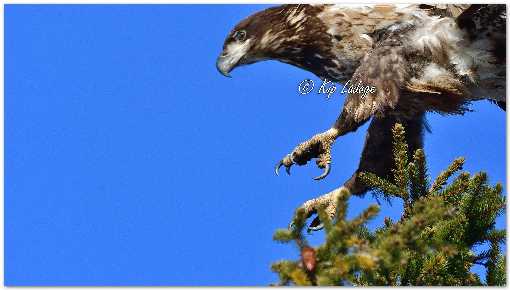 Young Bald Eagle - Close - Image 1069839