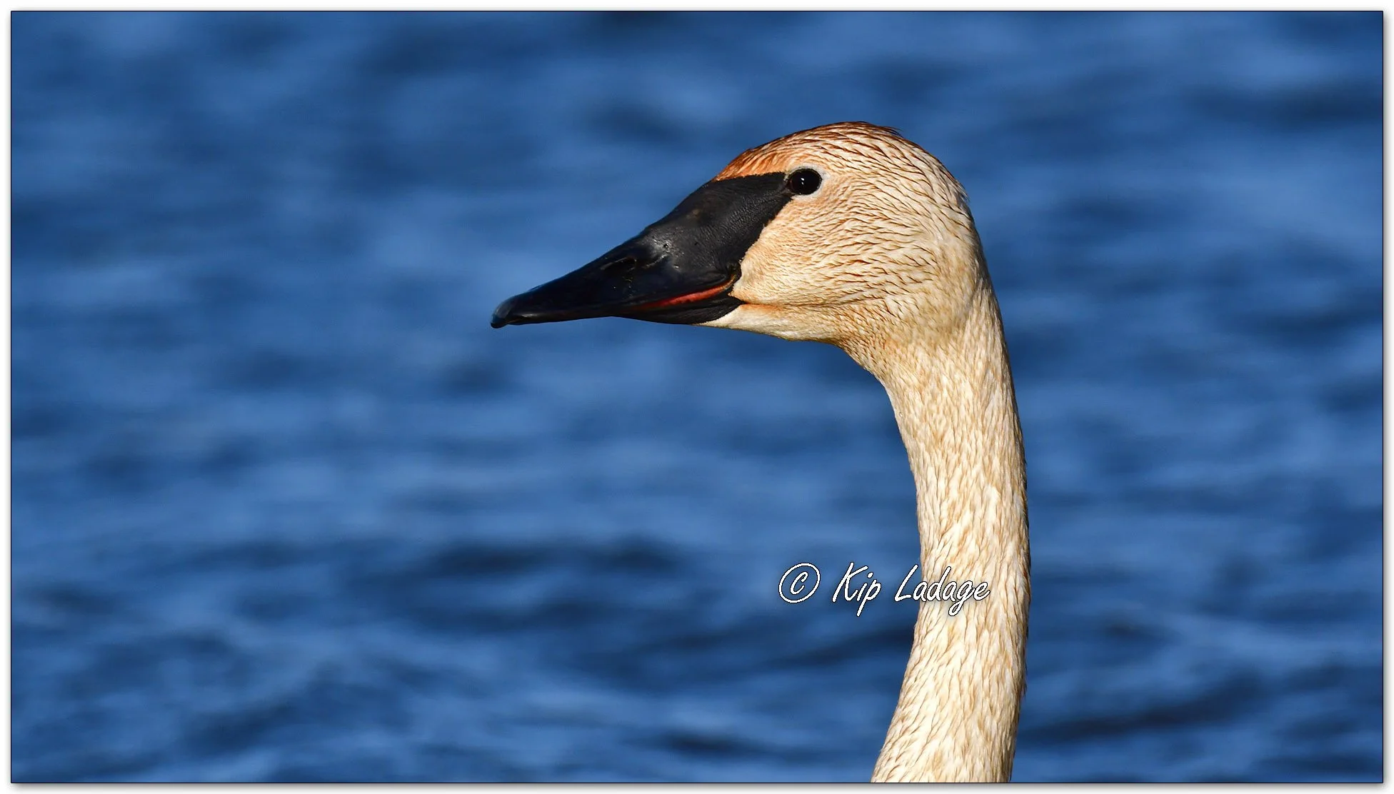 Trumpeter Swan - Image 1071999