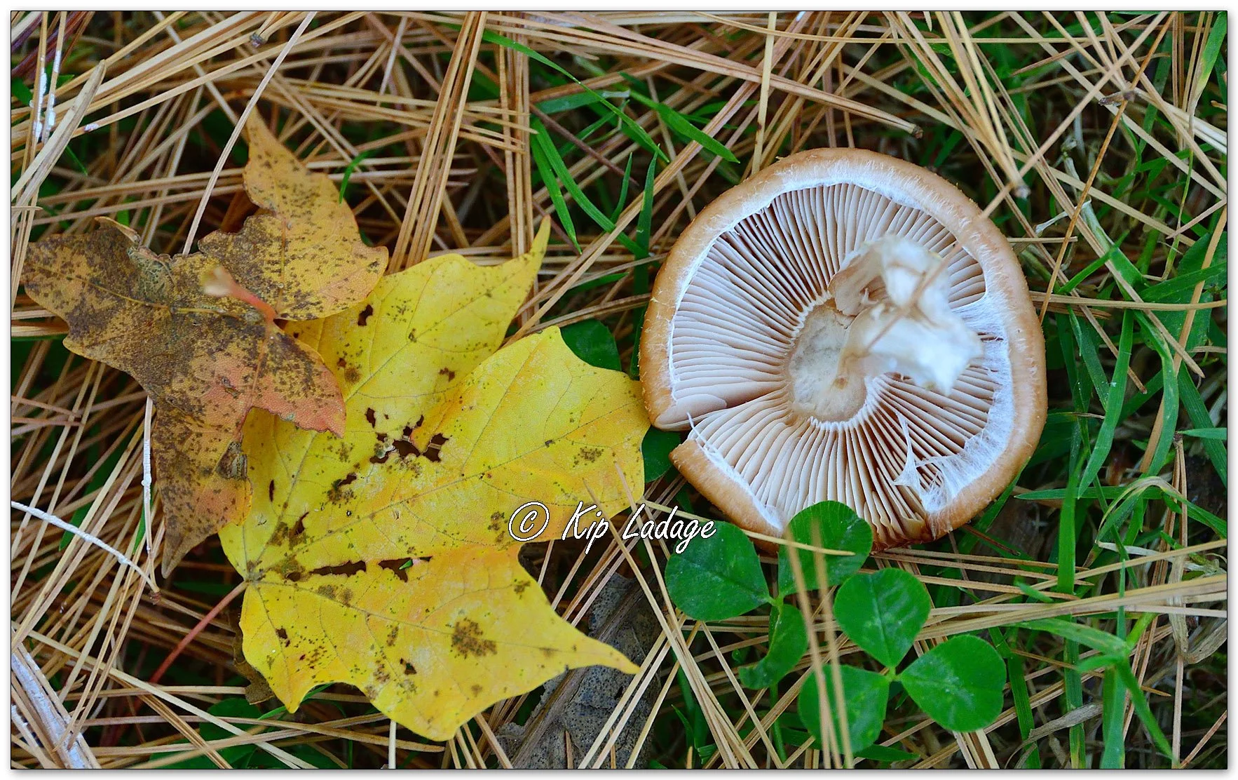Autumn Leaf and Underside of Mushroom - Image 1161653