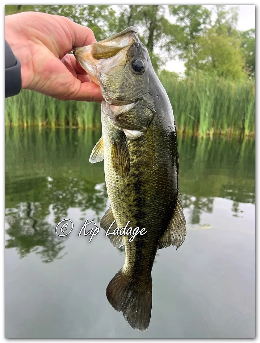 Largemouth Bass - Image 1107208