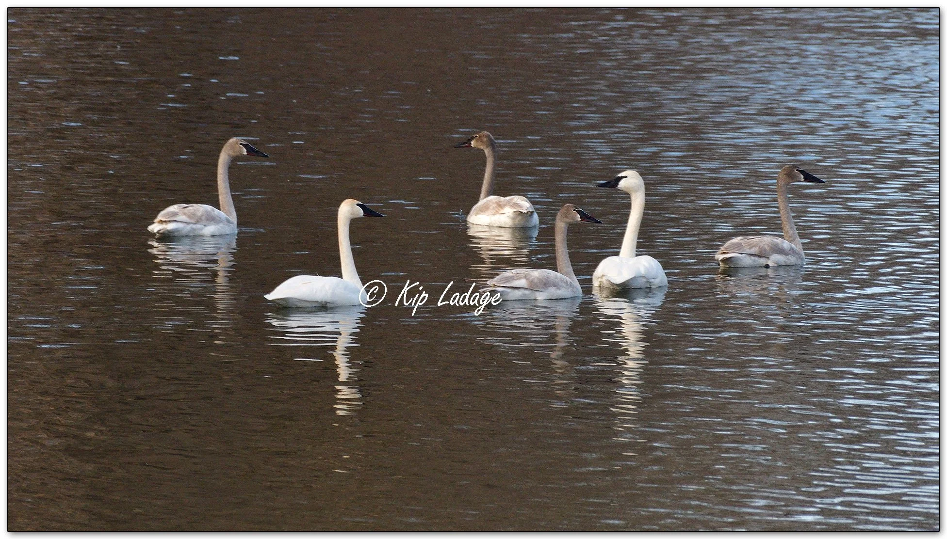 Trumpeter Swans on Shell Rock River - Image 1062378