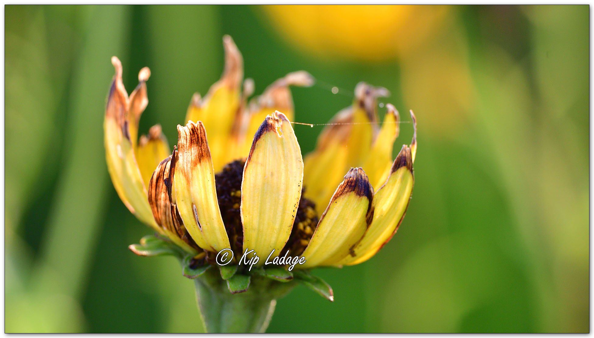 Dying False Sunflower - Image 1123317