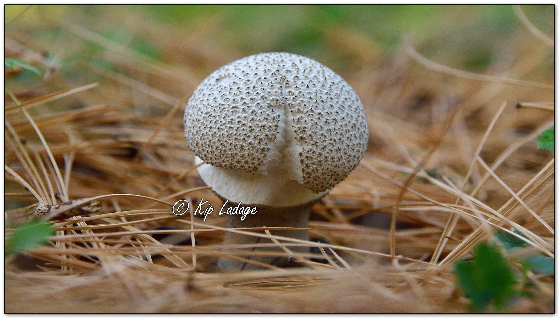Common Puffball - Image 1161701