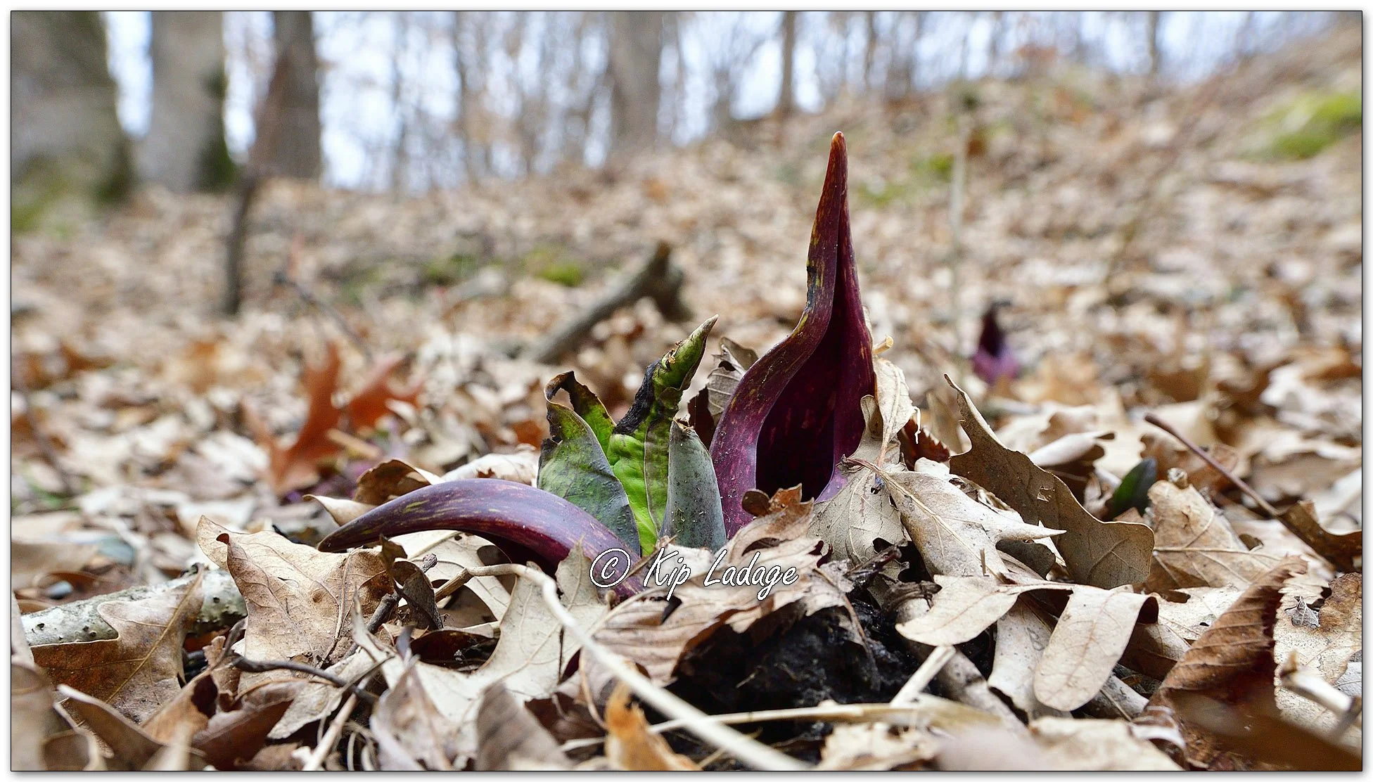 Skunk Cabbage - Image 1072431