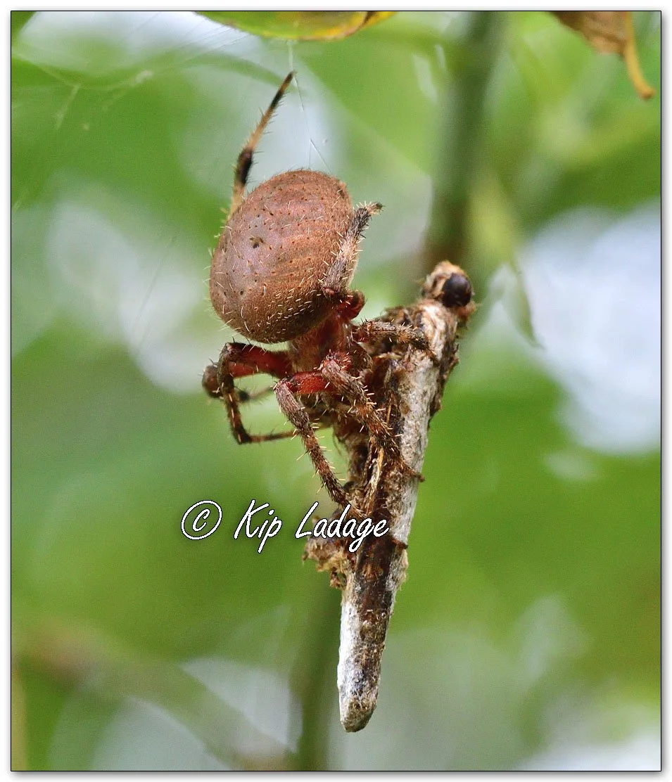 Spotted Orbweaver - Image 1143408