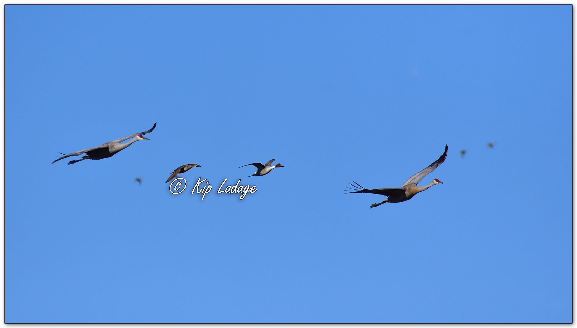 Sandhill Cranes and Northern Pintails - Image 1071814